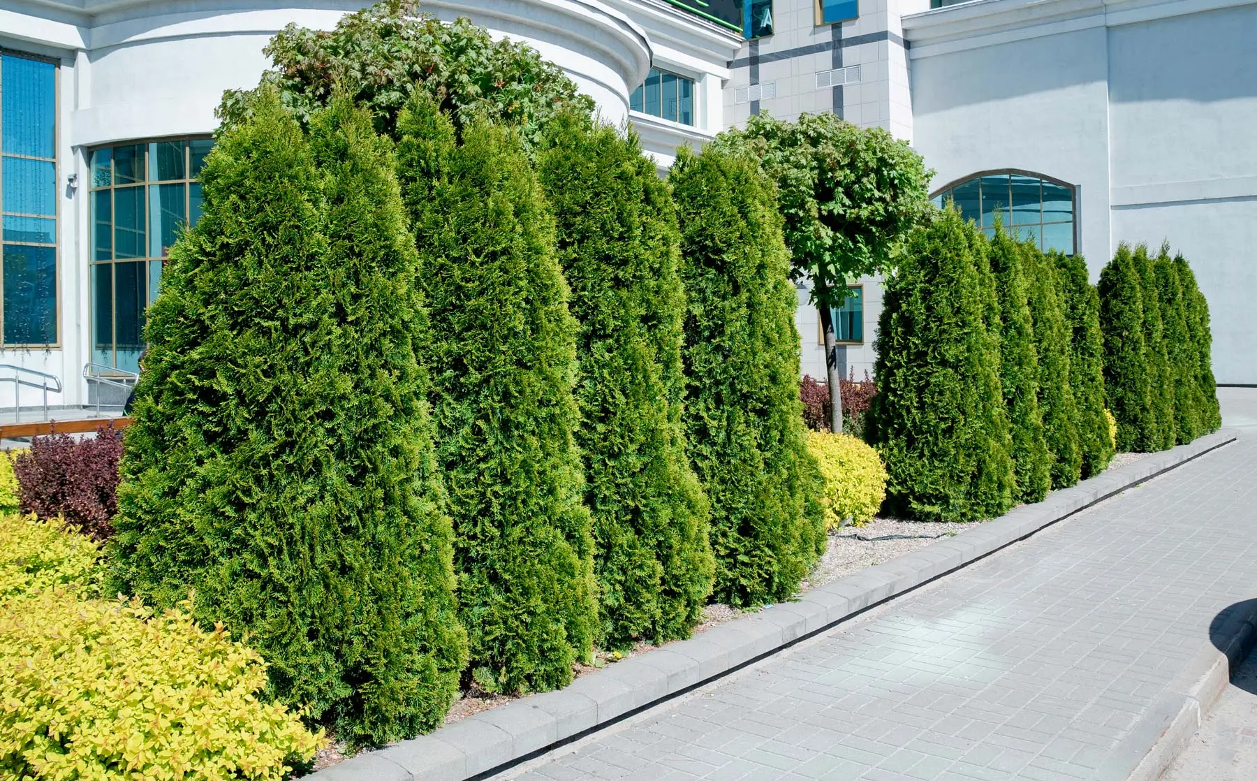 Tree TLC: